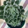 Succulent flower plant Image 5