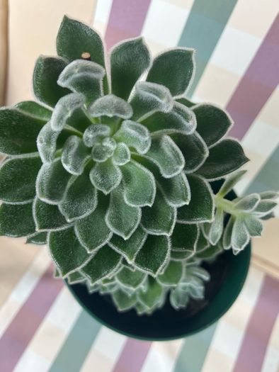 Succulent flower plant