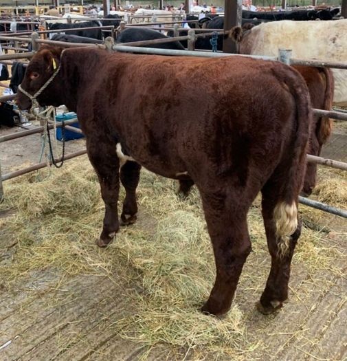 Registered Purebred Shorthorn Bull