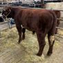 Registered Purebred Shorthorn Bull Image 2