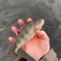 Pat fish