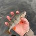 Pat fish