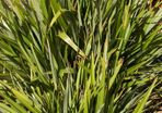 Phormium tenax 
