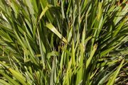 Phormium tenax "New Zealand Flax" Seeds