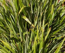 Phormium tenax "New Zealand Flax" Seeds