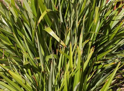 Phormium tenax "New Zealand Flax" Seeds