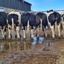 Online Belgian blue sale Image 8