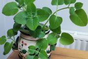Cuban Oregano Plant with ceramic pot