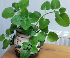 Cuban Oregano Plant with ceramic pot