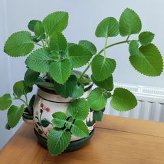Cuban Oregano Plant with ceramic pot