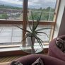 Plants - diverse Image 4