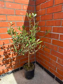 Olive Tree