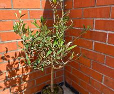 Olive Tree