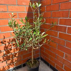 Olive Tree