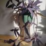 Tradescantia pallida purple jew plant in the ceramic pot Image 4