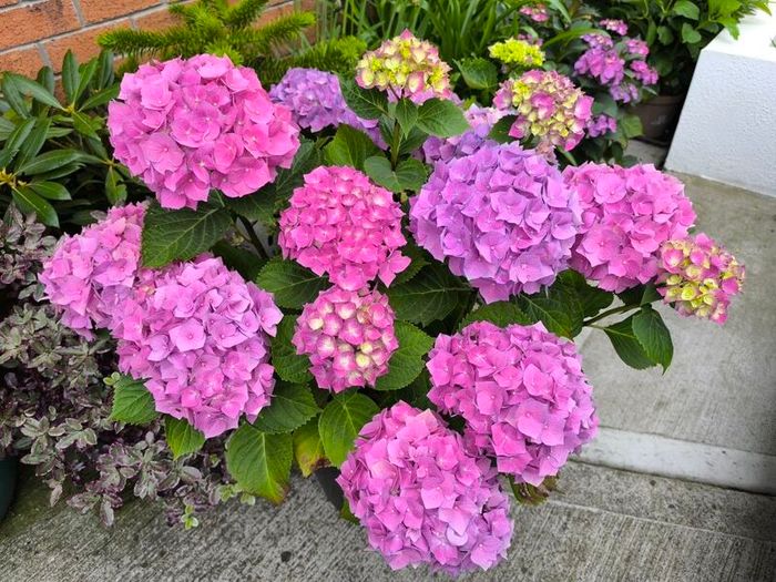 Garden plants