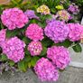 Garden plants Image 2