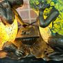 The Frog and the Tortoise Lamp Image 3