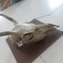 Deer Skull Image 8
