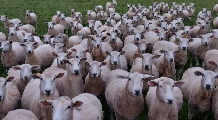 Tefrom - New Zealand Maternal Rams