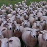 Tefrom - New Zealand Maternal Rams Image 2