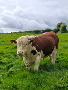 Pbr pedigree hereford bull