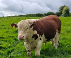 Pbr pedigree hereford bull