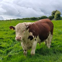 Pbr pedigree hereford bull
