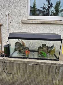 large fish tank