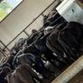 Aberdeen Angus Heifers Image 10