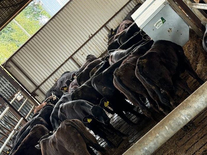 Aberdeen Angus Heifers