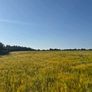 Ariable silage (barley , peas ) Image 3