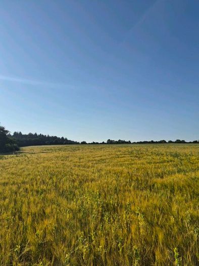 Ariable silage (barley , peas )