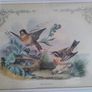 antique print, bird prints Image 8
