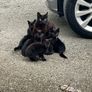 kittens Image 2