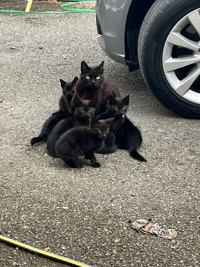 kittens