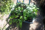 Viburnum Plicata Mariesii