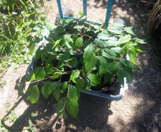 Viburnum Plicata Mariesii