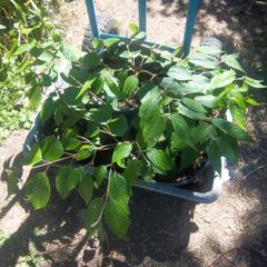 Viburnum Plicata Mariesii