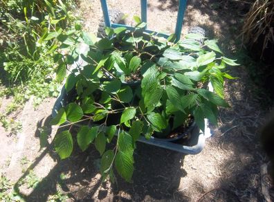 Viburnum Plicata Mariesii