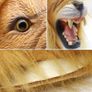 Lion Mask Latex Realistic Animal Full Head Masks for Halloween Costume Party Carnival Cosplay Yellow Image 5