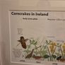 Corncrakes in Ireland framed print Image 2