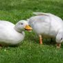 Duck hatching eggs Image 3