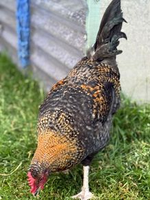 Olive and Easter Egger Rooster for sale