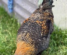 Olive and Easter Egger Rooster for sale