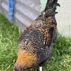 Olive and Easter Egger Rooster for sale