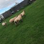 4 ewes inlamb Image 7
