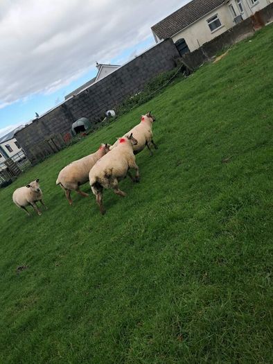 4 ewes inlamb