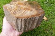 210 Million Year Old Understood WOOD Fossil from Triassic Arizona 2,335gr