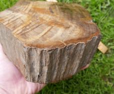 210 Million Year Old Understood WOOD Fossil from Triassic Arizona 2,335gr